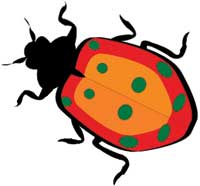 ladybug